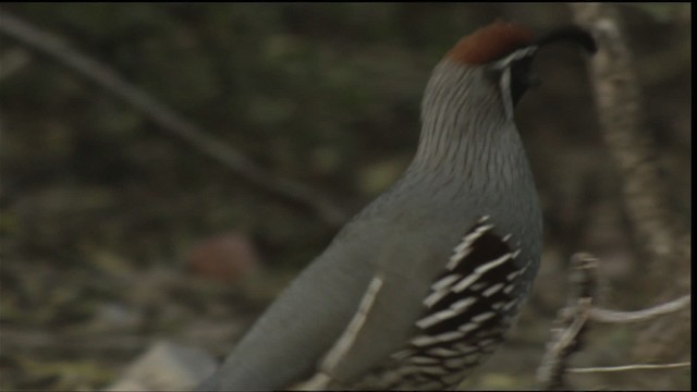 Gambel's Quail - ML423299