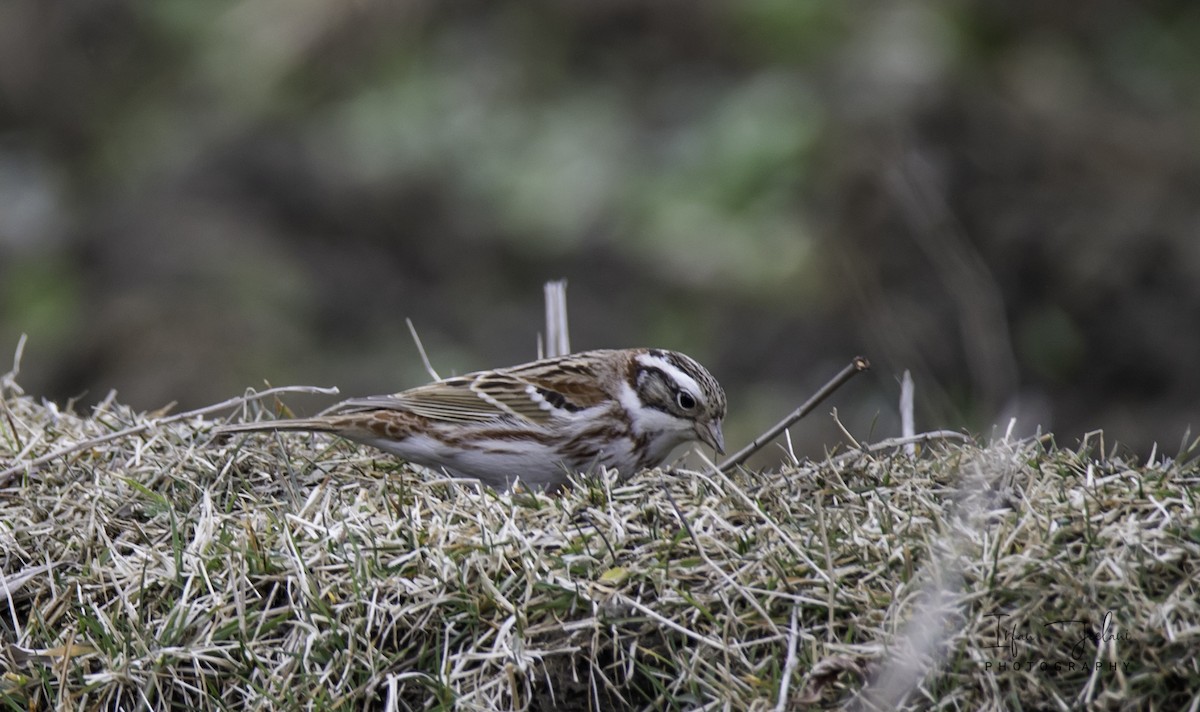 Rustic Bunting - ML423299351