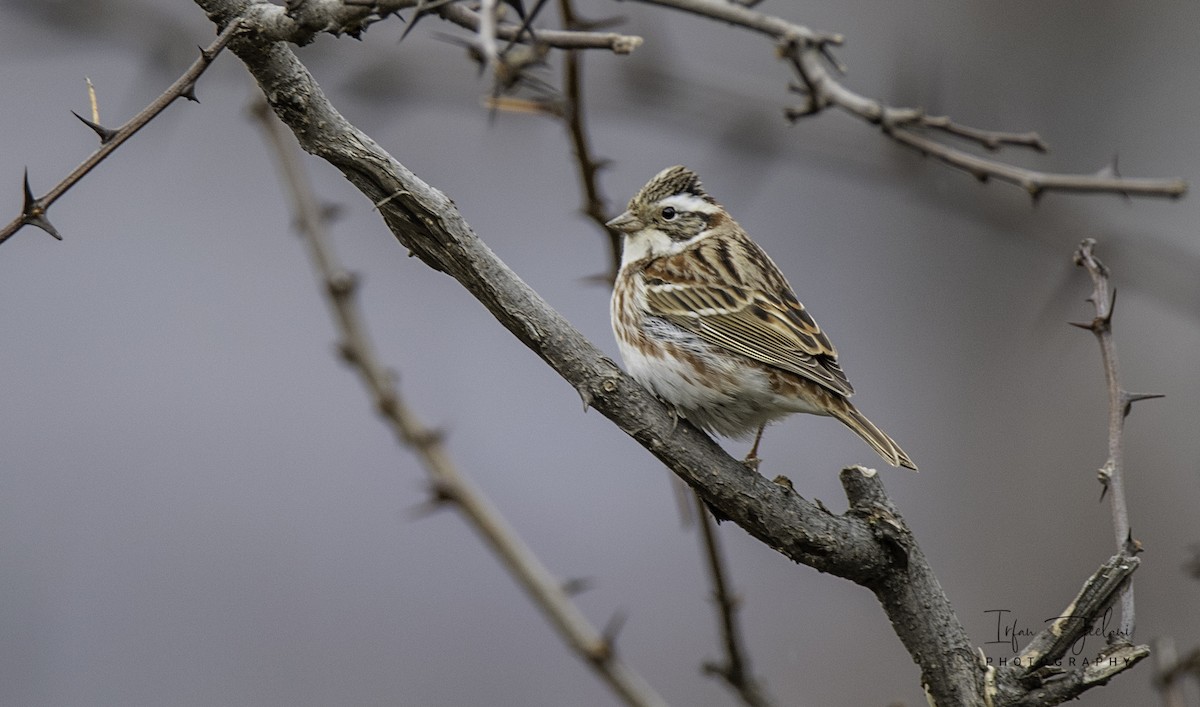 Rustic Bunting - ML423299391