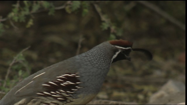 ズアカカンムリウズラ - ML423300