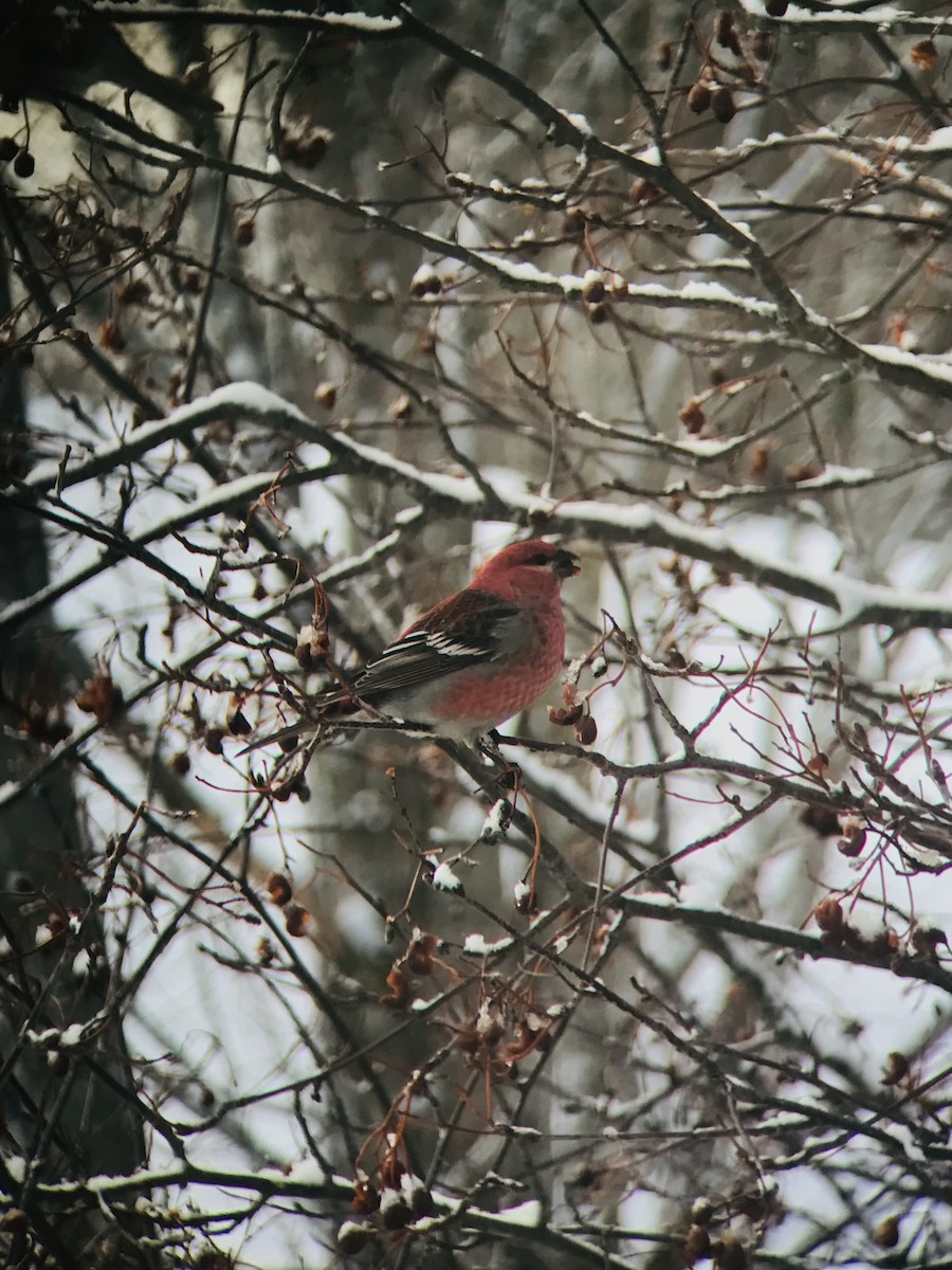 Pine Grosbeak - ML423300441