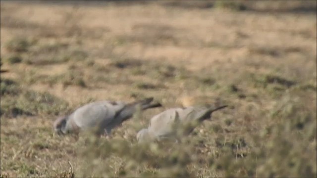 Yellow-eyed Pigeon - ML423300921