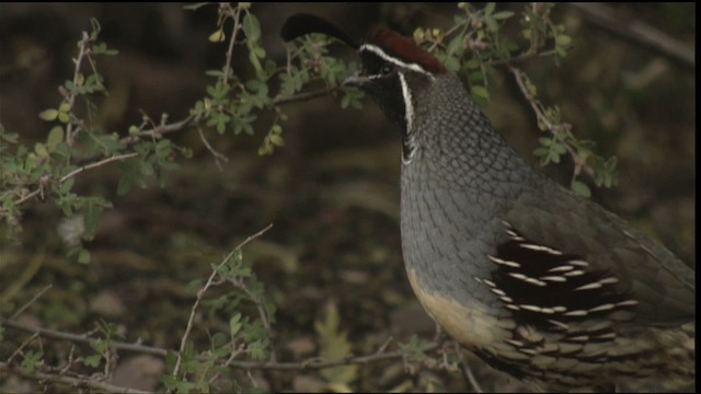 ズアカカンムリウズラ - ML423301