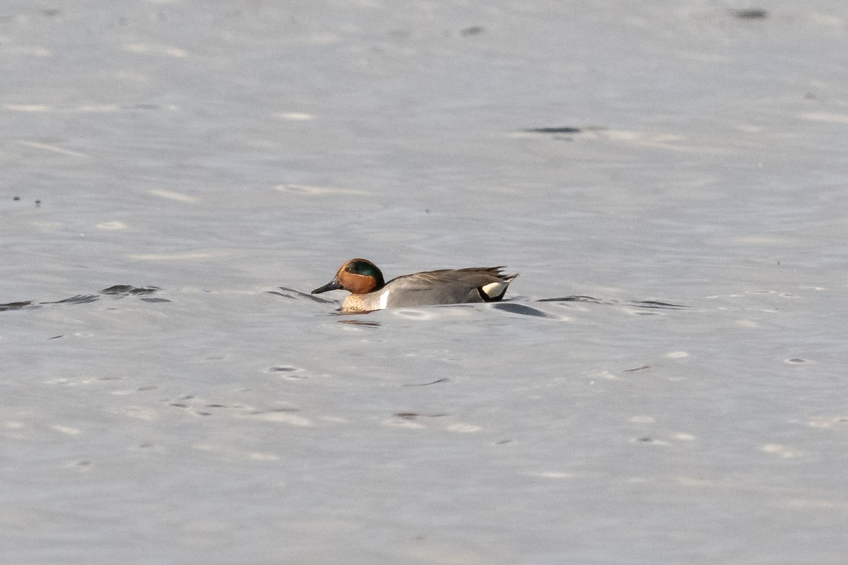 Green-winged Teal - ML423301111