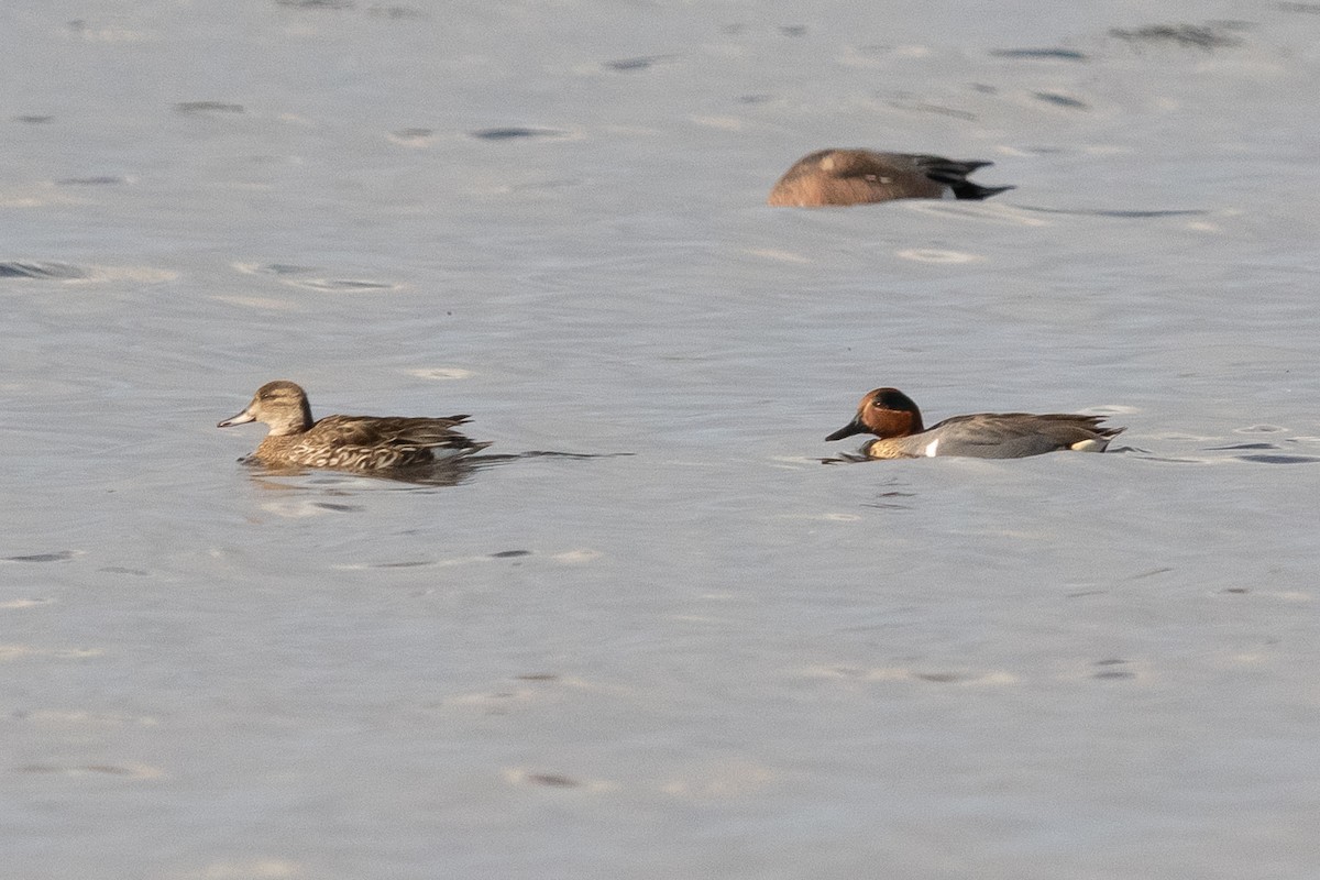 Green-winged Teal - ML423301121