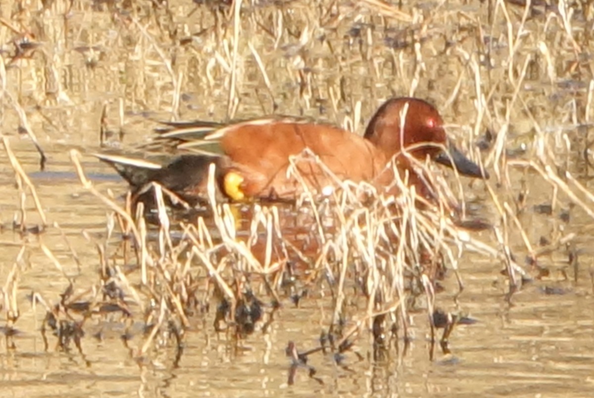 Cinnamon Teal - Carolyn Ohl, cc