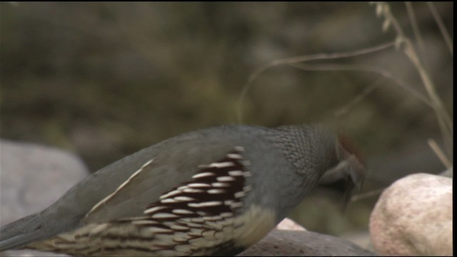 Gambel's Quail - ML423302