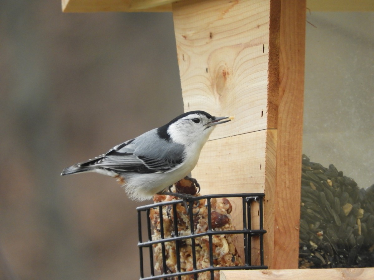 White-breasted Nuthatch - ML423302511