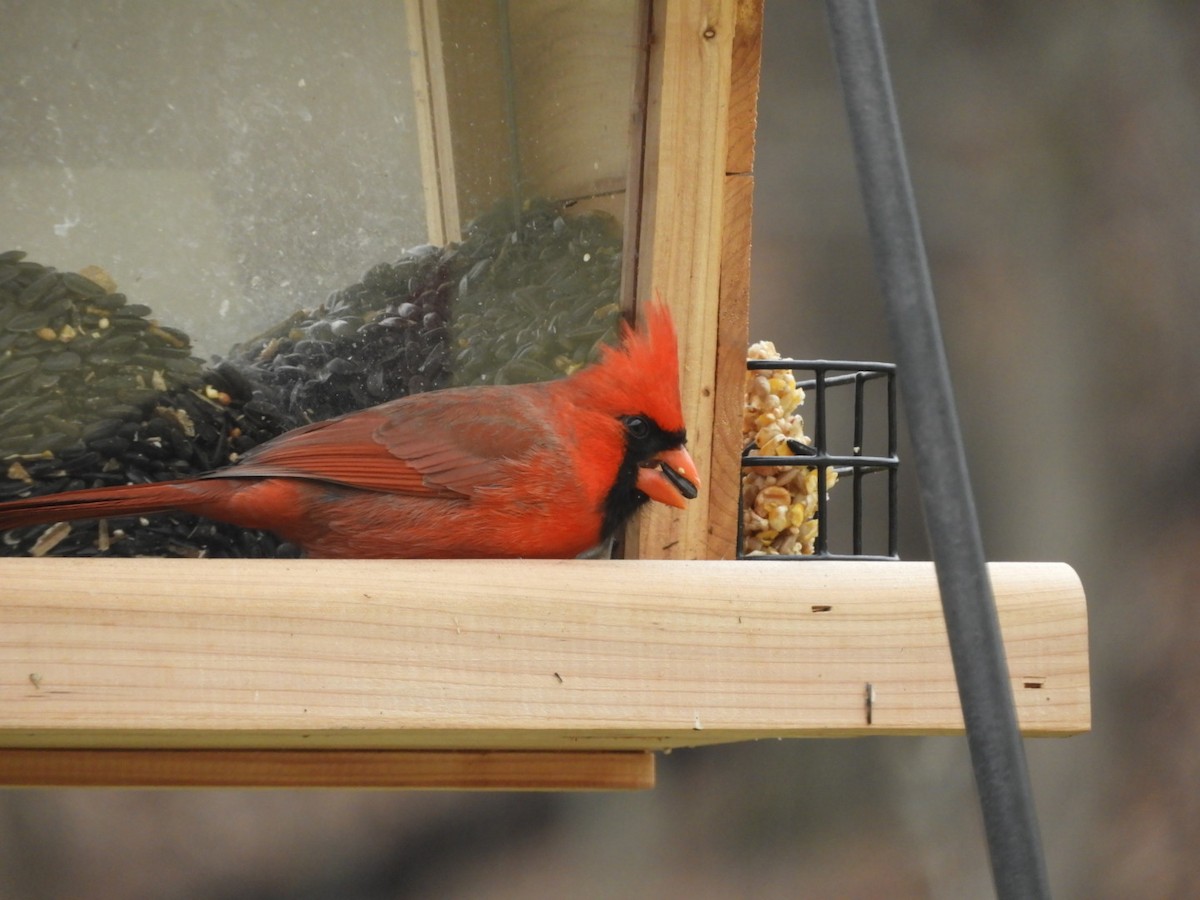 Northern Cardinal - ML423302601