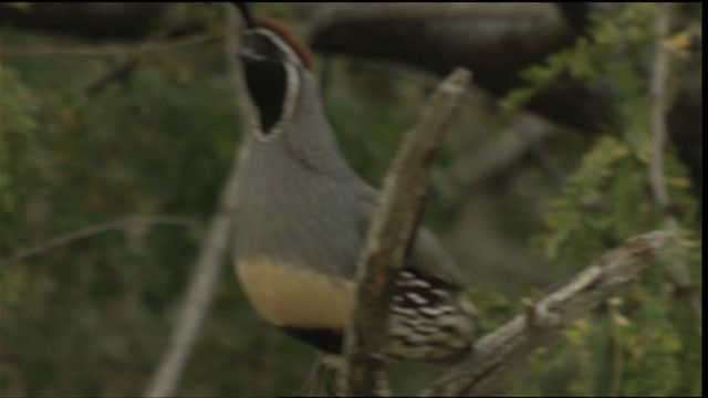 Gambel's Quail - ML423303