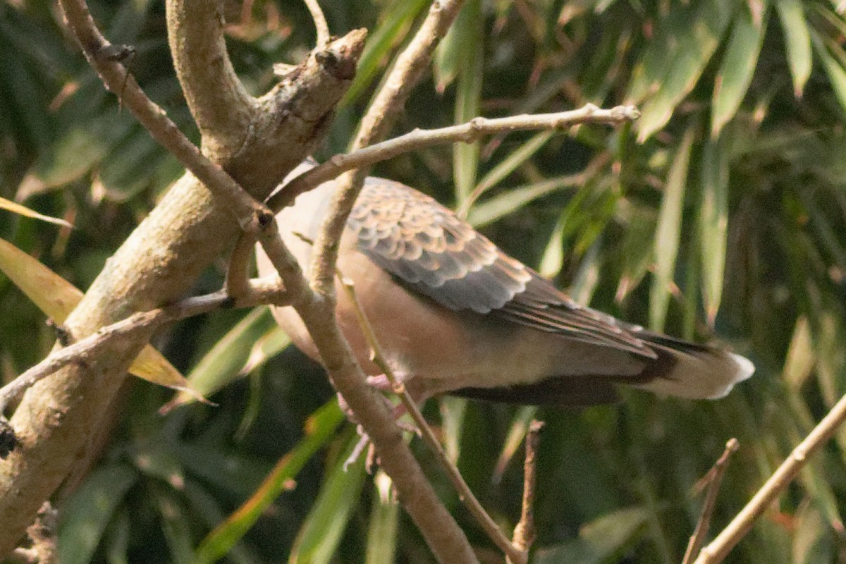 Oriental Turtle-Dove - ML423303321