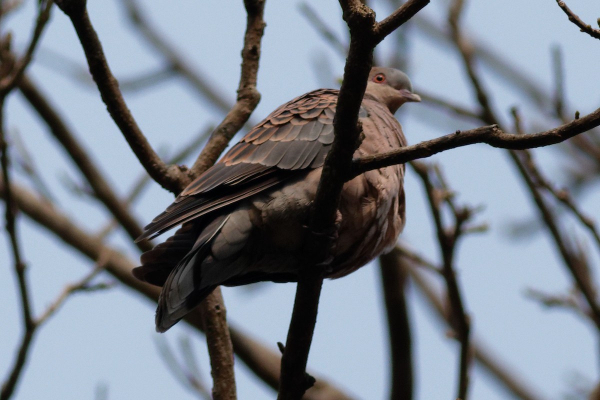 Oriental Turtle-Dove - Able Lawrence