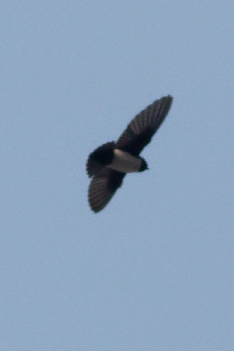 Nepal House-Martin - Able Lawrence