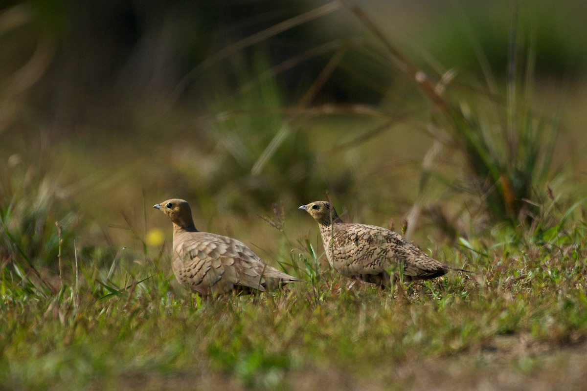 Chestnut-bellied Sandgrouse - ML423303471