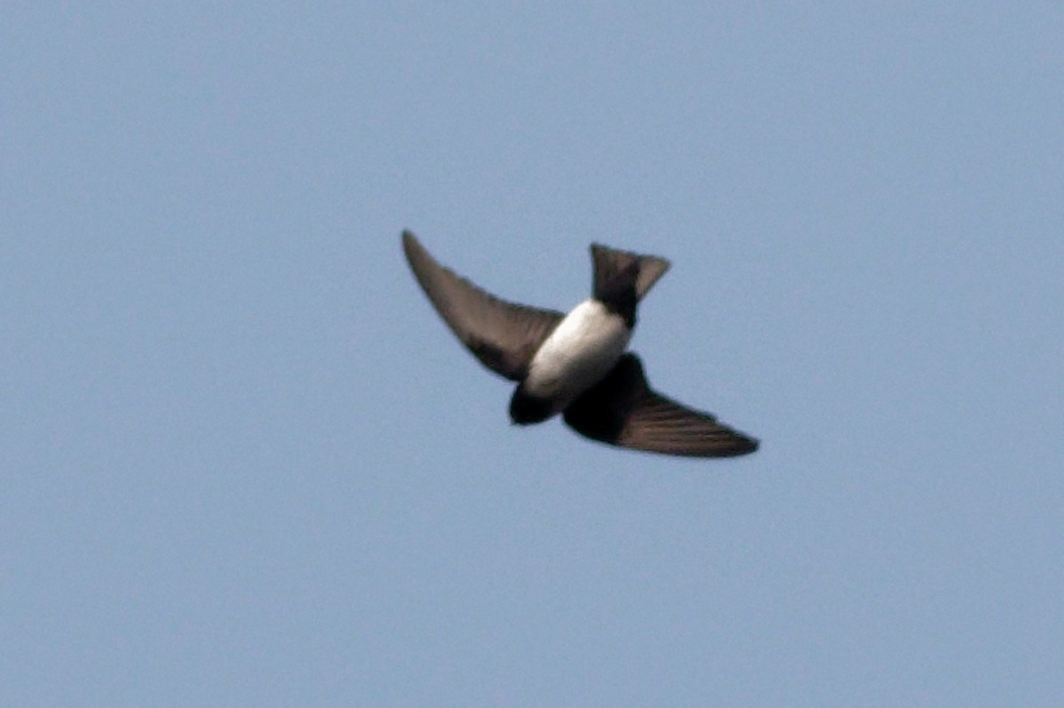 Nepal House-Martin - Able Lawrence