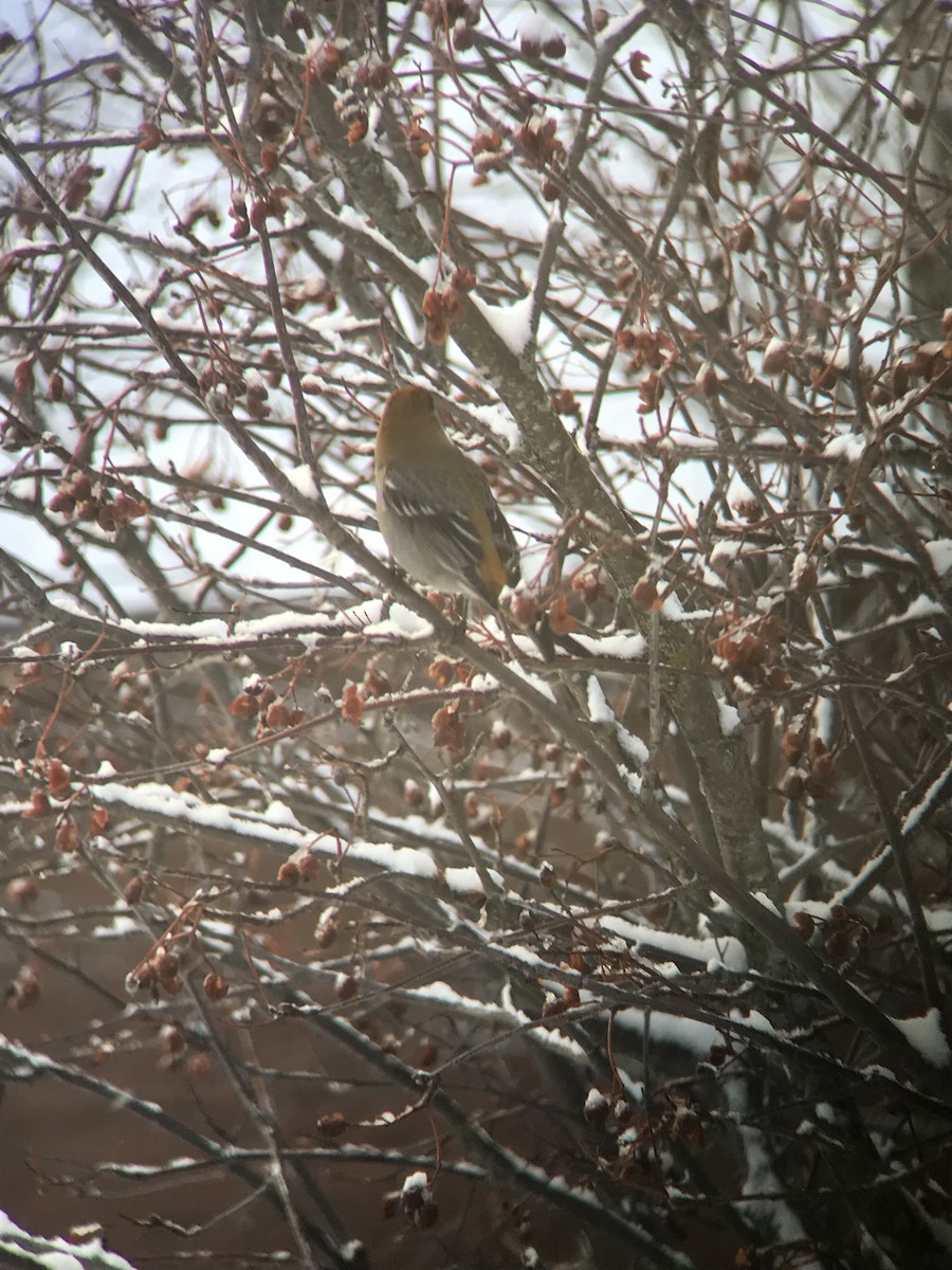 Pine Grosbeak - ML423303581