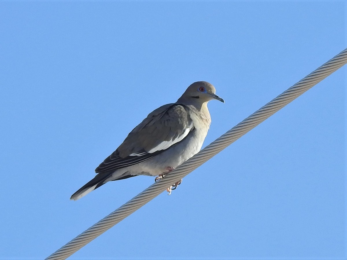 White-winged Dove - ML423303861