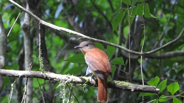 Rufous-tailed Attila - ML423303981