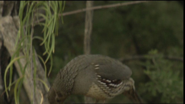 Gambel's Quail - ML423304