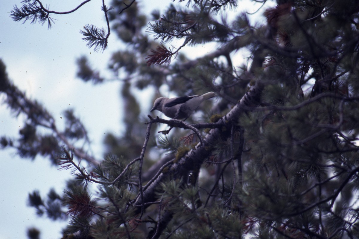 Clark's Nutcracker - ML423304711