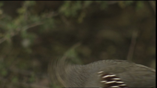 Gambel's Quail - ML423305