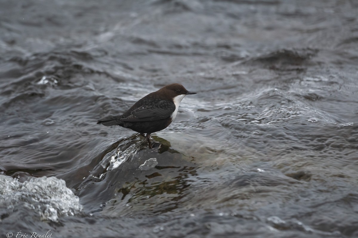 White-throated Dipper - ML423305431