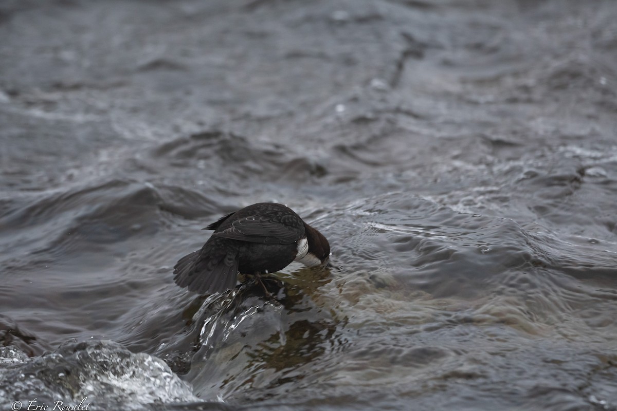 White-throated Dipper - ML423305441