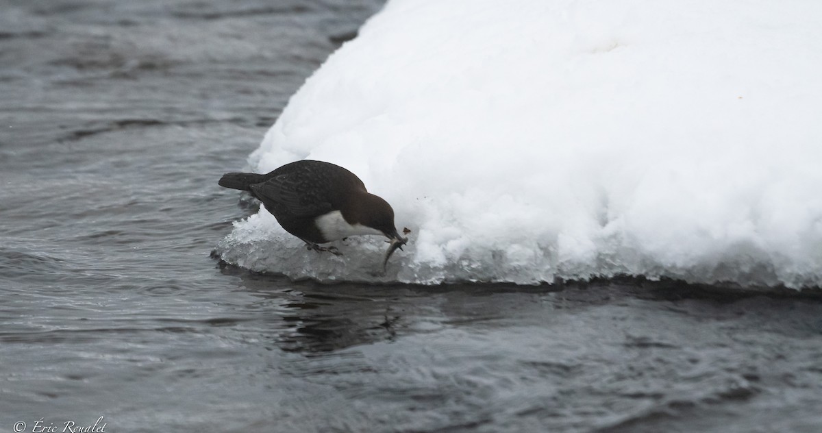 White-throated Dipper - ML423305481