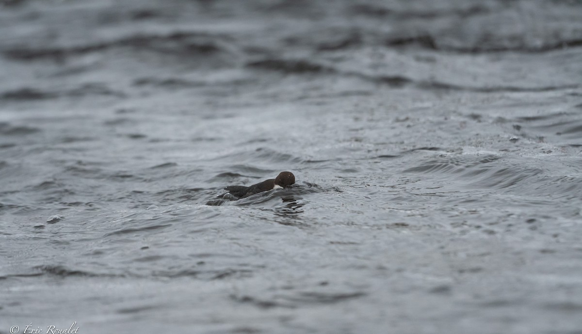 White-throated Dipper - ML423305511