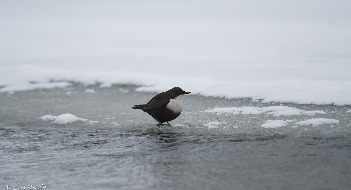 White-throated Dipper - ML423305521