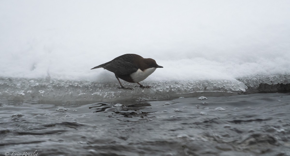 White-throated Dipper - ML423305671