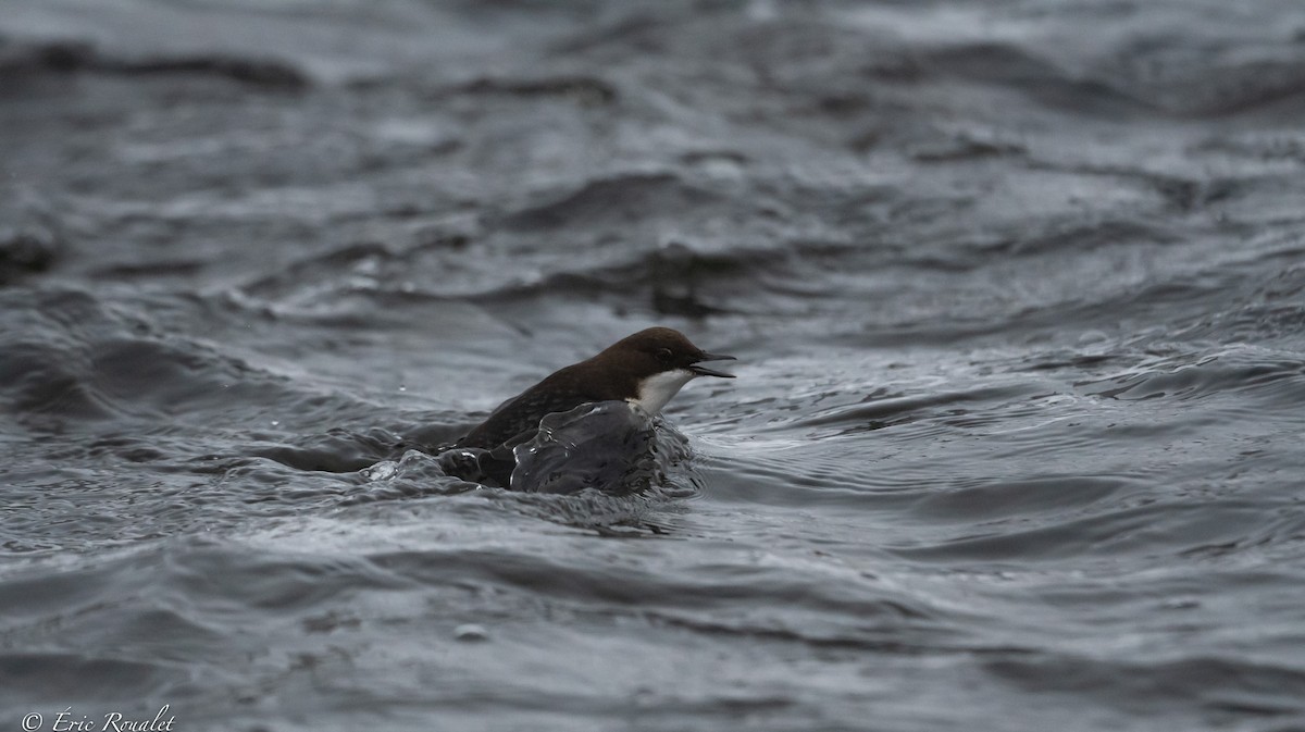 White-throated Dipper - ML423305691