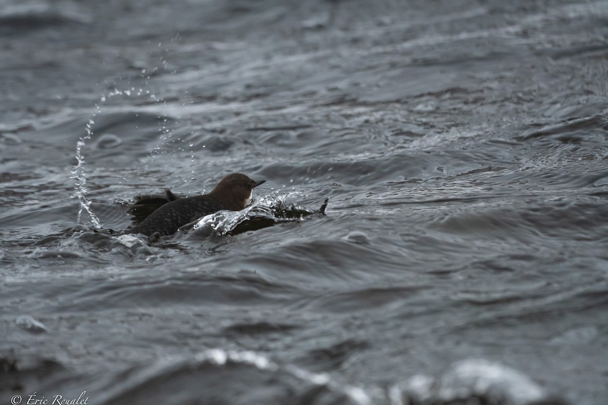 White-throated Dipper - ML423305701