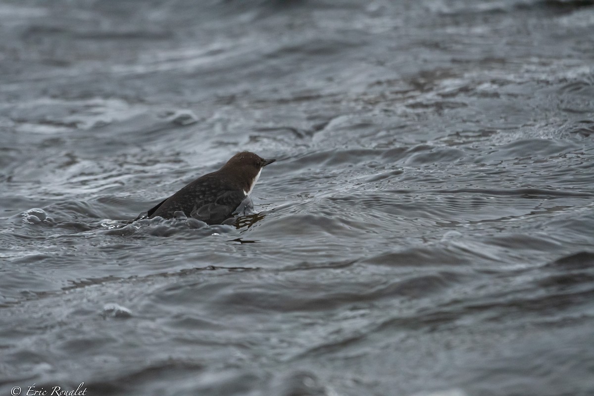 White-throated Dipper - ML423305711