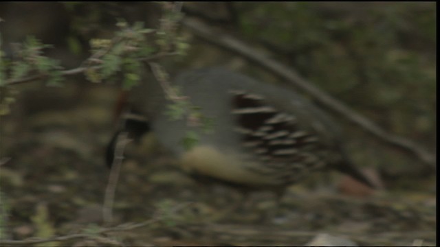 White-crowned Sparrow - ML423306