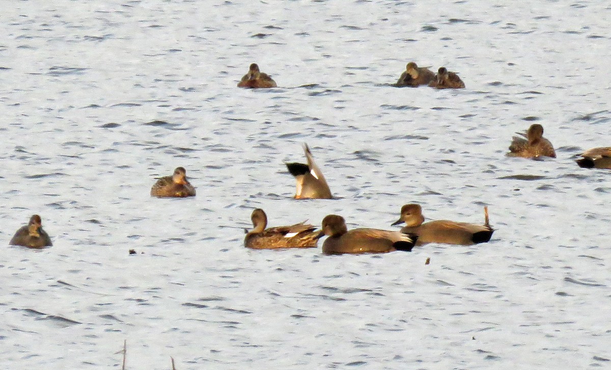 Gadwall - ML423307281