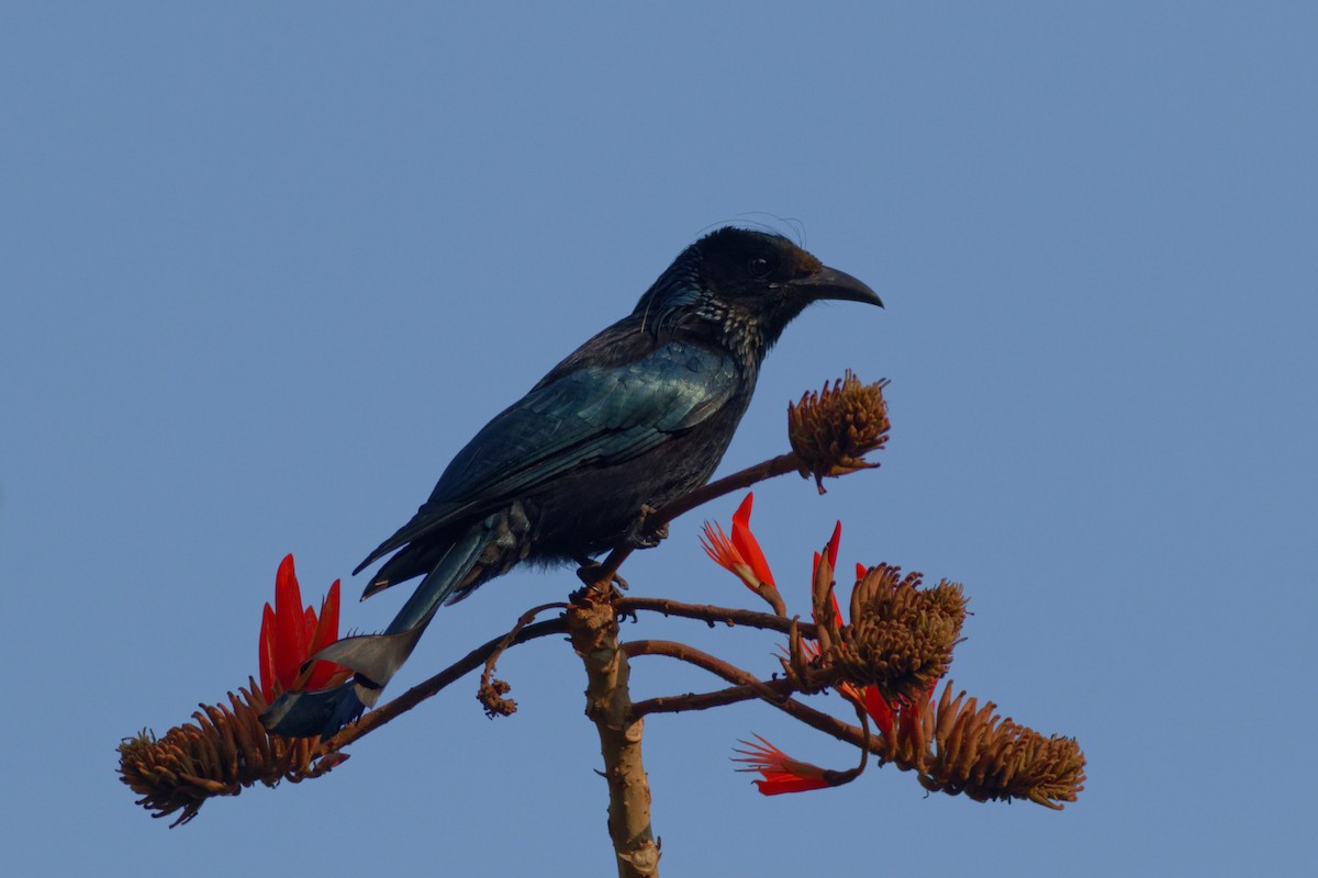 Drongo à crinière - ML423307291