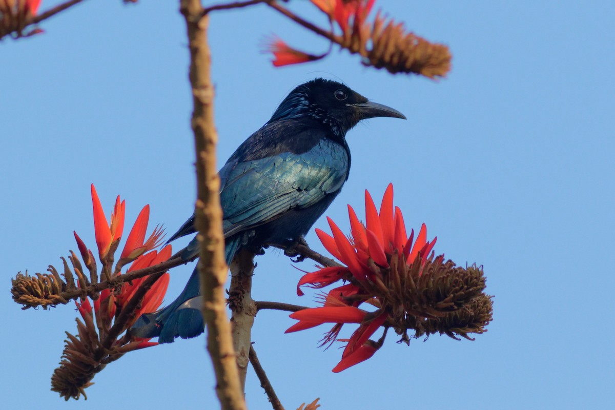 Hair-crested Drongo - Able Lawrence