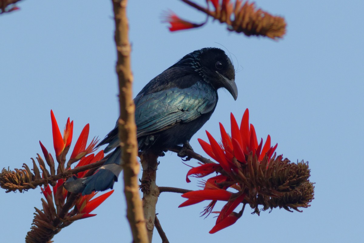 Drongo à crinière - ML423307311