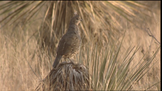 Scaled Quail - ML423308