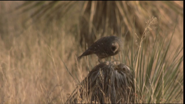Scaled Quail - ML423309