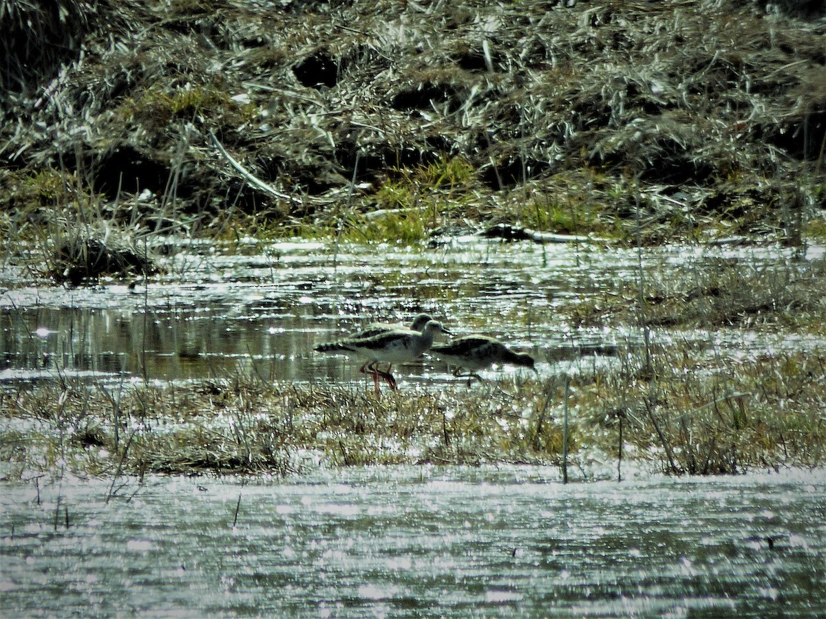 Combattant varié - ML423309041