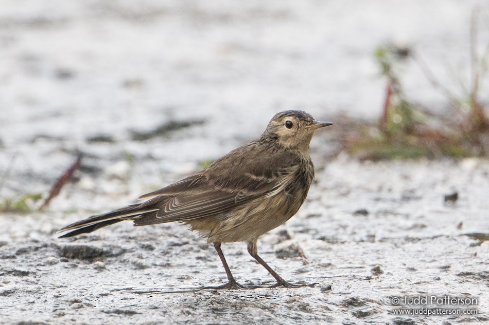 American Pipit - ML42330941