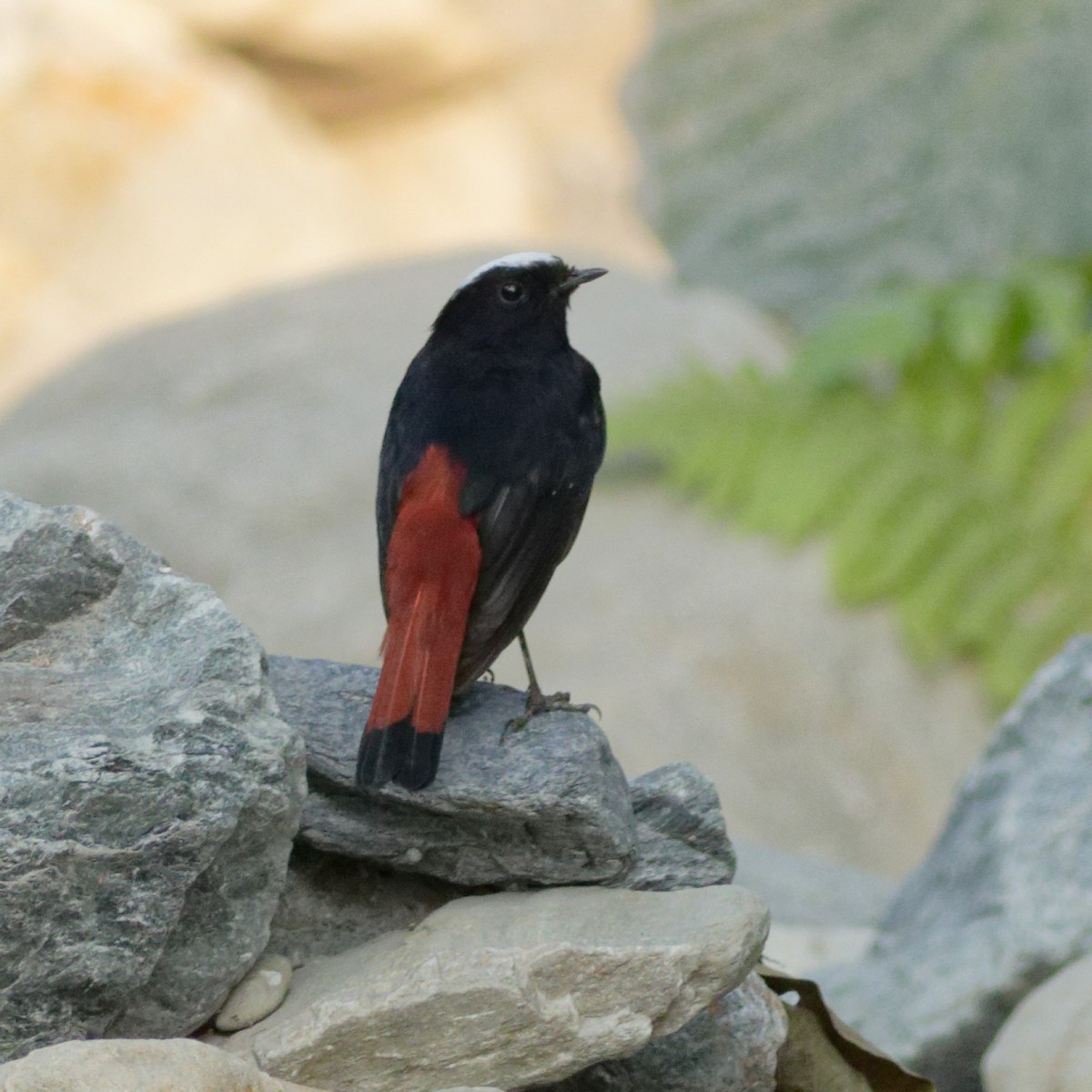White-capped Redstart - Able Lawrence