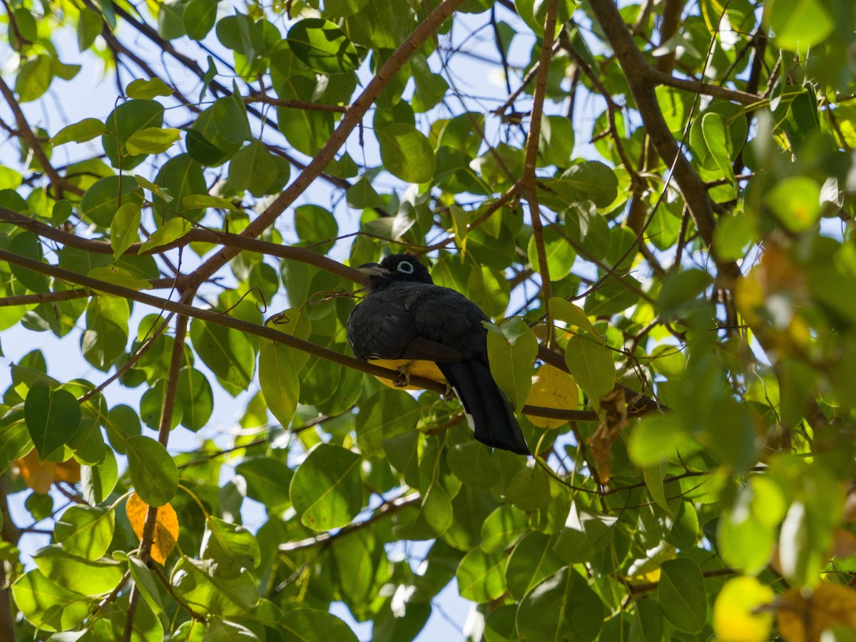 Black-headed Trogon - ML423310631