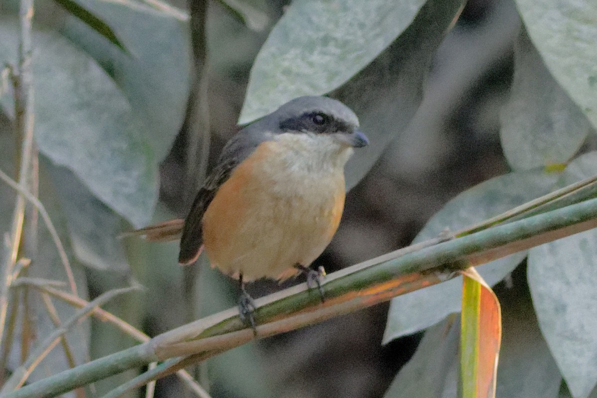 Gray-backed Shrike - Able Lawrence