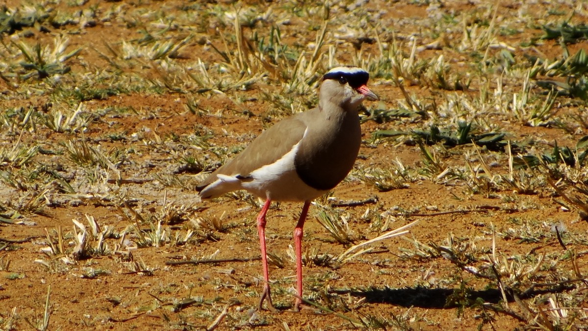 Crowned Lapwing - ML42331141