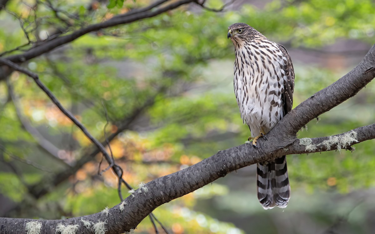 Chilean Hawk - ML423312131