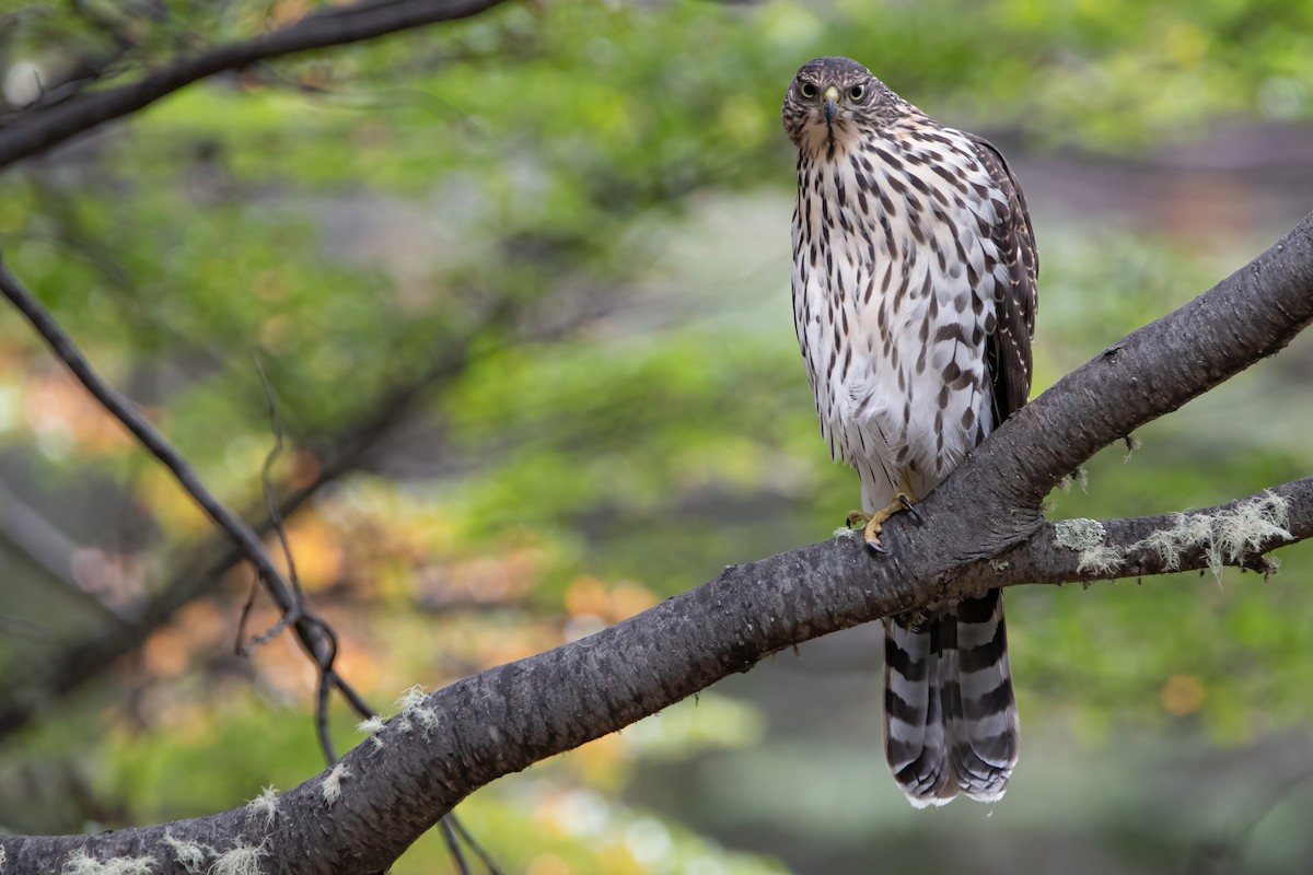 Chilean Hawk - ML423312161