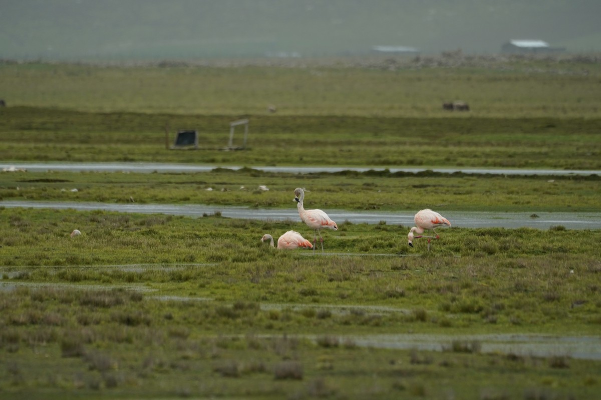 Chilean Flamingo - ML423312891